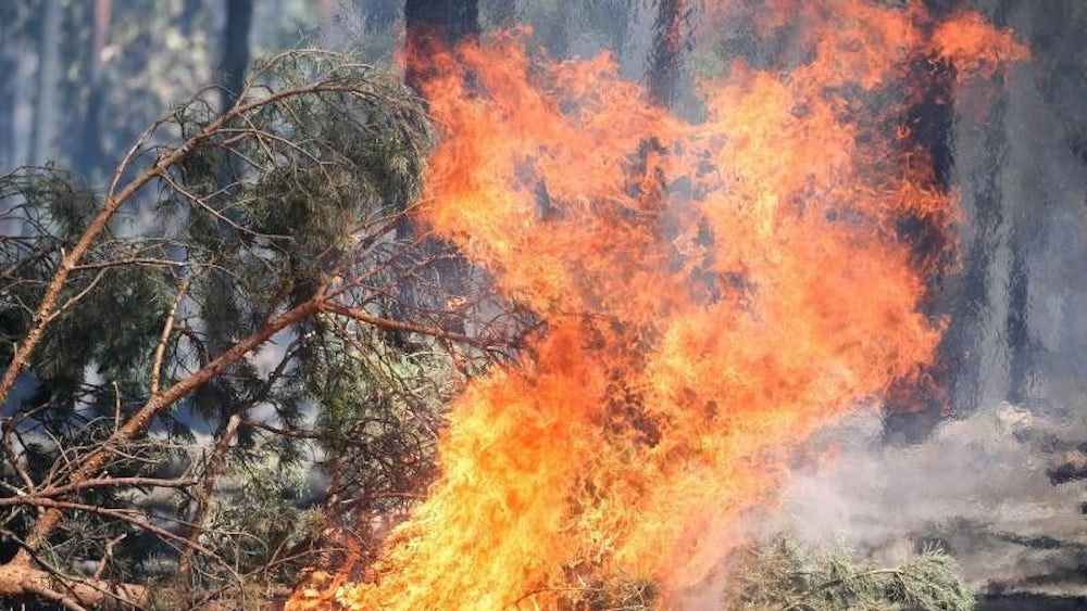 Feuer Waldbrand